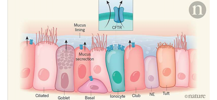 ionocytesetautrescellulespoumonnature