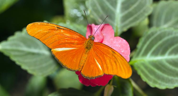 istock-papillon