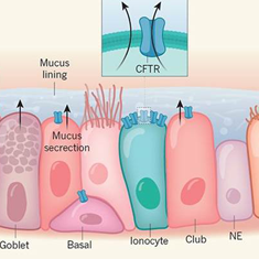 ionocytesetautrescellulespoumonnature_0